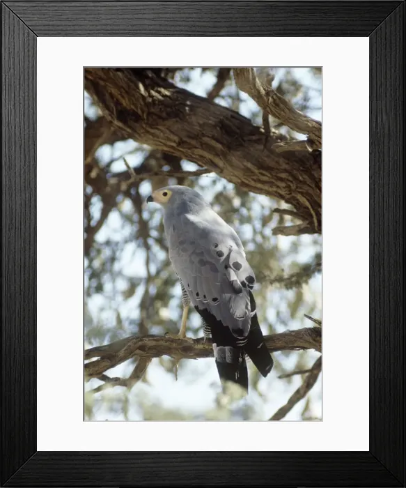 Framed Print : African Harrier-hawk - perched on branch, rear view Framed Print : African Harrier-hawk - perched on branch, rear view