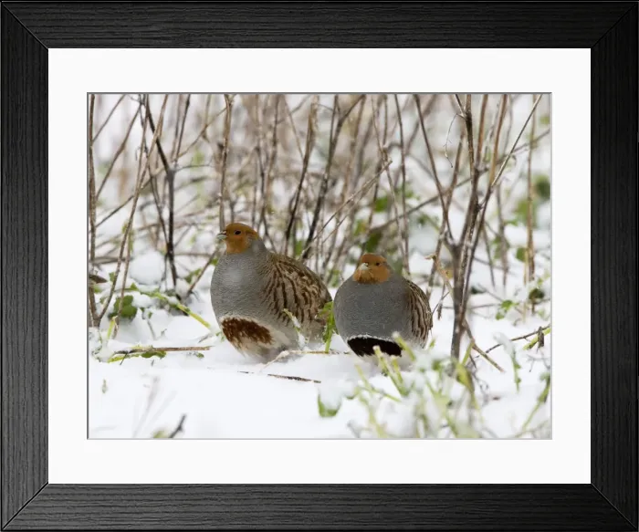Framed Print : Grey Partridge - male and female in snow covered cover showing their horseshoe breasts, December. Narborough, Norfolk. U. K Framed Print : Grey Partridge - male and female in snow covered cover showing their horseshoe breasts, December. Narborough, Norfolk. U. K