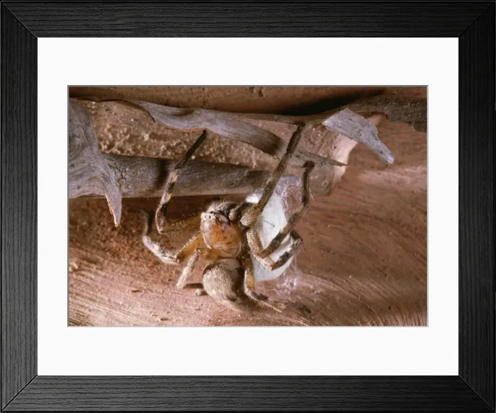 Framed Print : Huntsman Spider - protecting egg sack Fm: Sparassidae Framed Print : Huntsman Spider - protecting egg sack Fm: Sparassidae