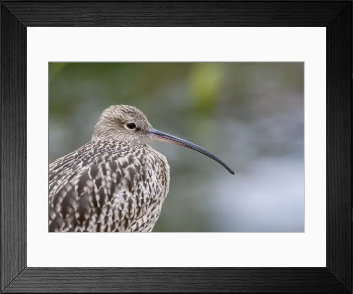 Framed Print : Curlew - Close up of adult standing on shore. Norfolk, UK Framed Print : Curlew - Close up of adult standing on shore. Norfolk, UK