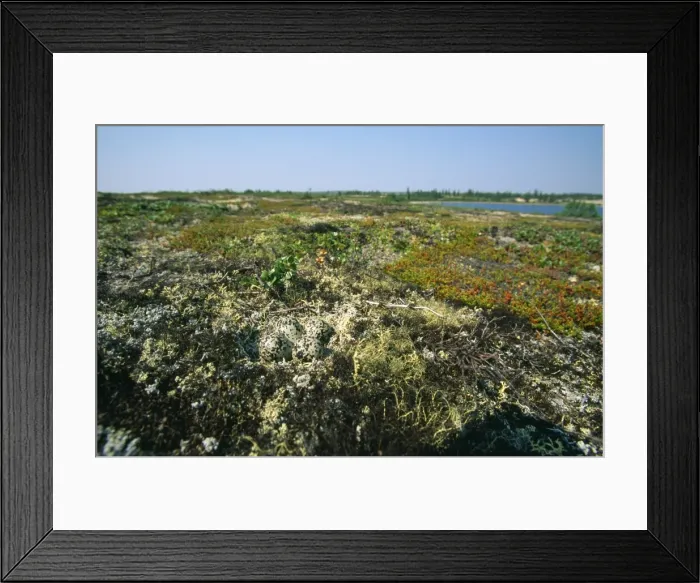 Framed Print : Great Golden Plover - eggs in nest Framed Print : Great Golden Plover - eggs in nest