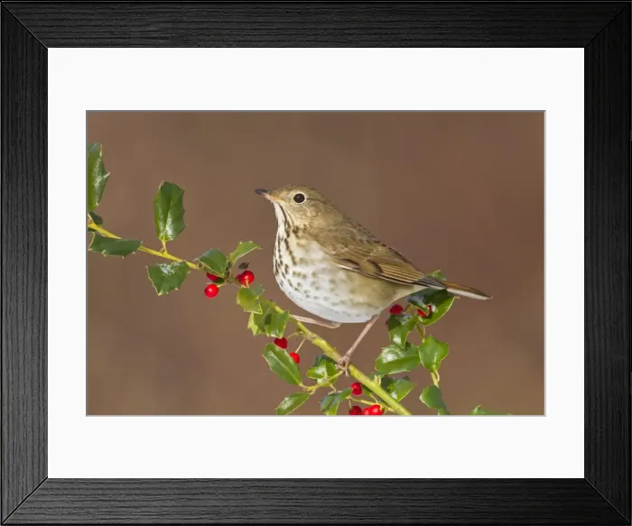 Framed Print : Hermit Thrush - with holly berries in winter. January in Connecticut, USA Framed Print : Hermit Thrush - with holly berries in winter. January in Connecticut, USA