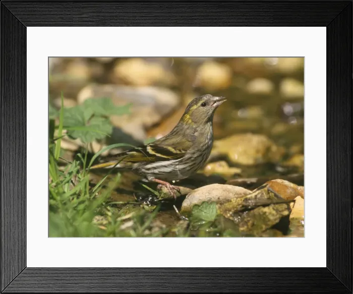 Framed Print : Siskin - female at water stream Framed Print : Siskin - female at water stream