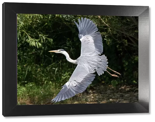 Grey Heron - flying with legs trailing - July - North Norfolk - UK