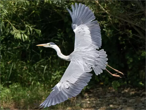 Grey Heron - flying with legs trailing - July - North Norfolk - UK