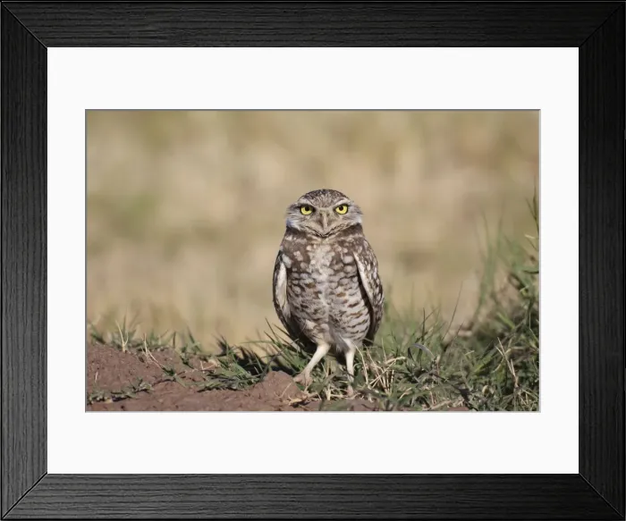 Framed Print : Burrowing Owl - January. Salton Sea California, USA Framed Print : Burrowing Owl - January. Salton Sea California, USA