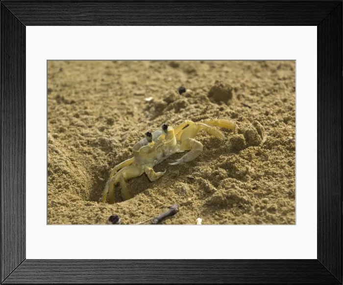 Framed Print : Ghost crab - close upfront view emerging from burrow - Tobago Framed Print : Ghost crab - close upfront view emerging from burrow - Tobago