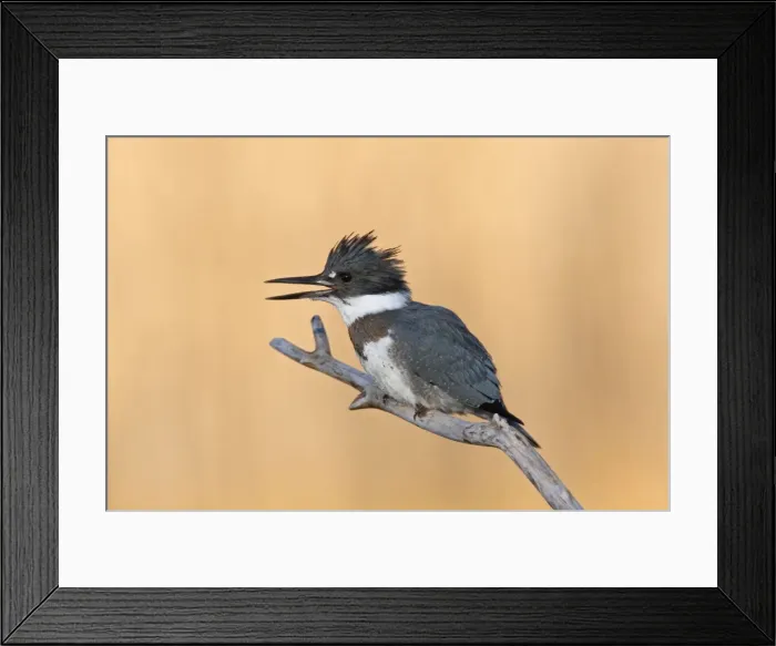 Framed Print : Belted Kingfisher - male with beak open - December in CT, USA