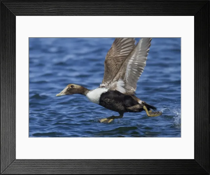 Framed Print : Common Eider - taking flight in winter. February at Barnegat Light, NJ, USA Framed Print : Common Eider - taking flight in winter. February at Barnegat Light, NJ, USA
