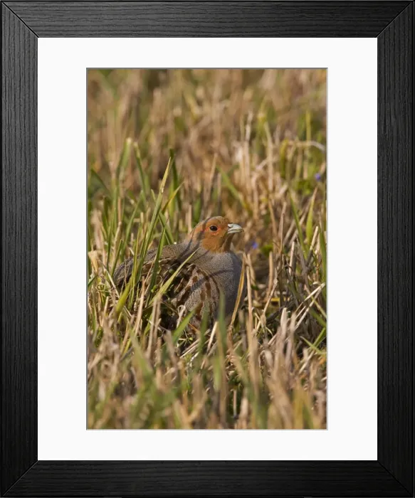 Framed Print : Grey Partridge - male in grassland showing the red bare spots around the eye - April - Narborough - Norfolk- UK Framed Print : Grey Partridge - male in grassland showing the red bare spots around the eye - April - Narborough - Norfolk- UK
