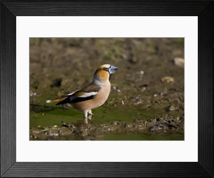 Framed Print : Hawfinch - drinking from a puddle on a track way - May - Breckland - Norfolk - U. K Framed Print : Hawfinch - drinking from a puddle on a track way - May - Breckland - Norfolk - U. K