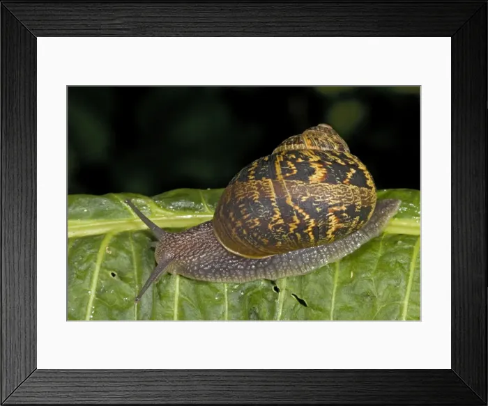 Framed Print : Garden Snail (Helix aspersa) - England - UK - Native to Mediterranean region of western Europe-northern Africa and Great Britain