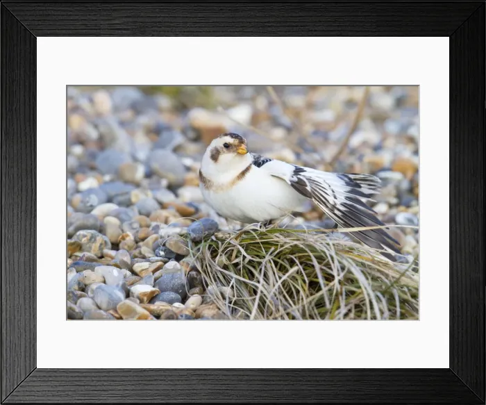 Framed Print : Snow Bunting - Single adult male stretching. Norfolk, UK Framed Print : Snow Bunting - Single adult male stretching. Norfolk, UK