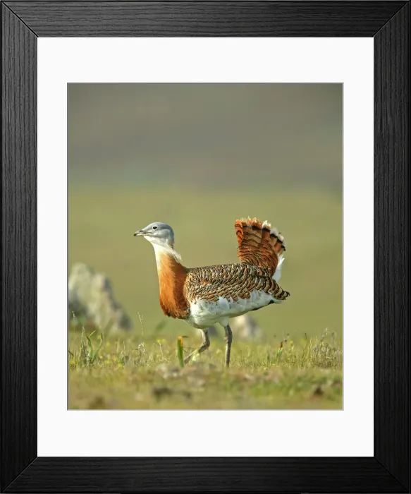 Framed Print : Great Bustard - male strutting across the steppes early morning - March - Spain Framed Print : Great Bustard - male strutting across the steppes early morning - March - Spain