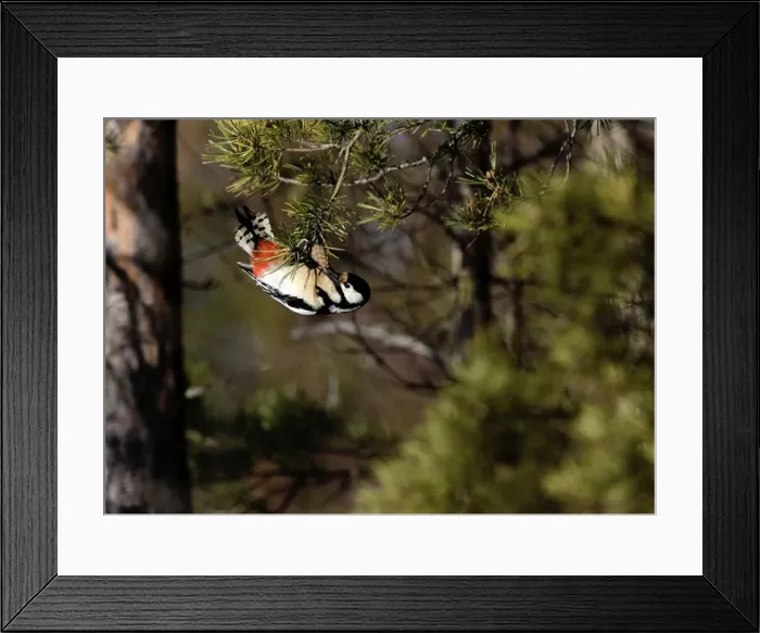 Framed Print : Great Spotted Woodpecker - female feeding on pine cones which it twisted round until they snapped then flew off to an anvile - March - Finland Framed Print : Great Spotted Woodpecker - female feeding on pine cones which it twisted round until they snapped then flew off to an anvile - March - Finland