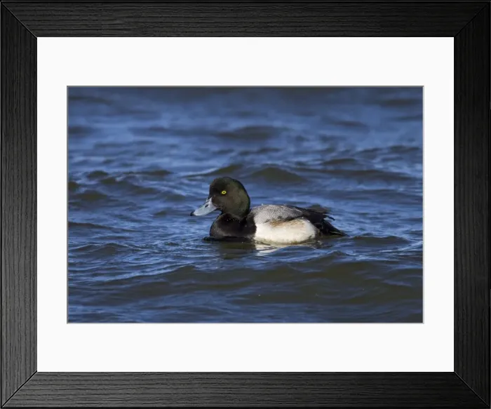 Framed Print : Greater Scaup male in February breeding plumage. Connecticut USA Framed Print : Greater Scaup male in February breeding plumage. Connecticut USA