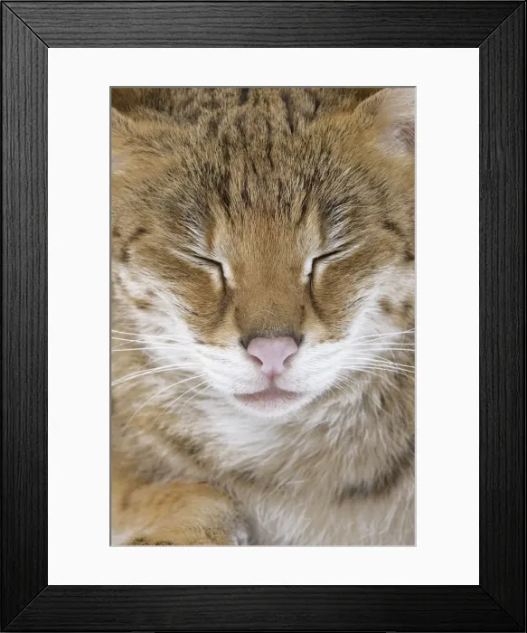 Framed Print : Cat - Savannah Brown Tabby - with closed eyes Framed Print : Cat - Savannah Brown Tabby - with closed eyes