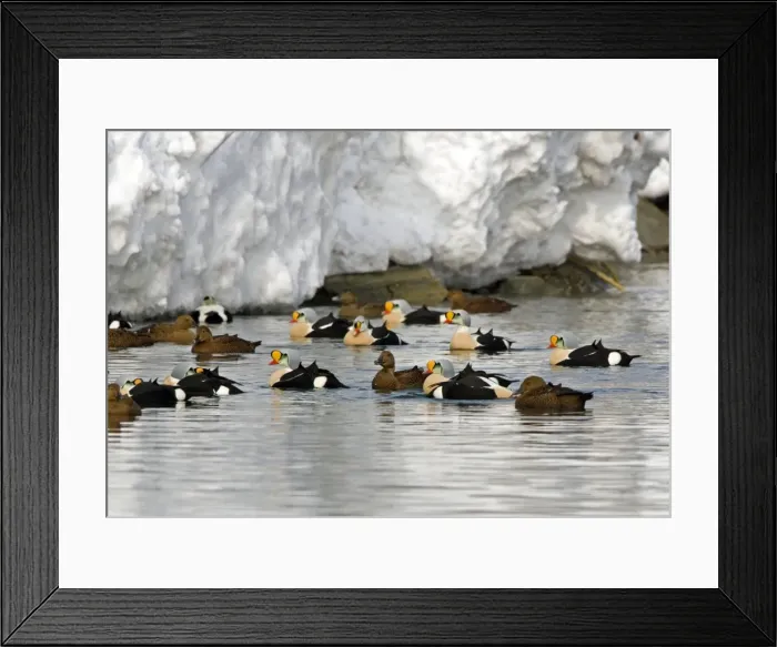 Framed Print : King Eider - Small flock drakes and ducks swimming - April - Varanger Fjord - Norway Framed Print : King Eider - Small flock drakes and ducks swimming - April - Varanger Fjord - Norway