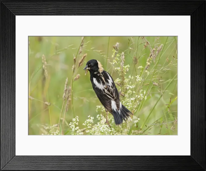 Framed Print : Bobolink - male with food. Connecticut USA in June Framed Print : Bobolink - male with food. Connecticut USA in June