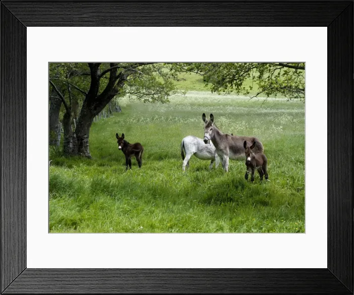 Framed Print : Donkeys with foals in field Framed Print : Donkeys with foals in field