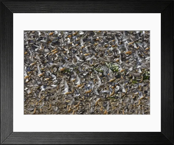 Framed Print : Knot - Mass flock taking off, some still in Summer plumage - September - The Wash Norfolk U. K Framed Print : Knot - Mass flock taking off, some still in Summer plumage - September - The Wash Norfolk U. K