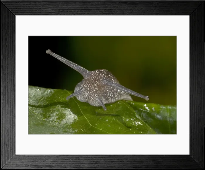 Framed Print : Garden Snail - England - UK - Native to Mediterranean region of western Europe-northern Africa and Great Britain Framed Print : Garden Snail - England - UK - Native to Mediterranean region of western Europe-northern Africa and Great Britain