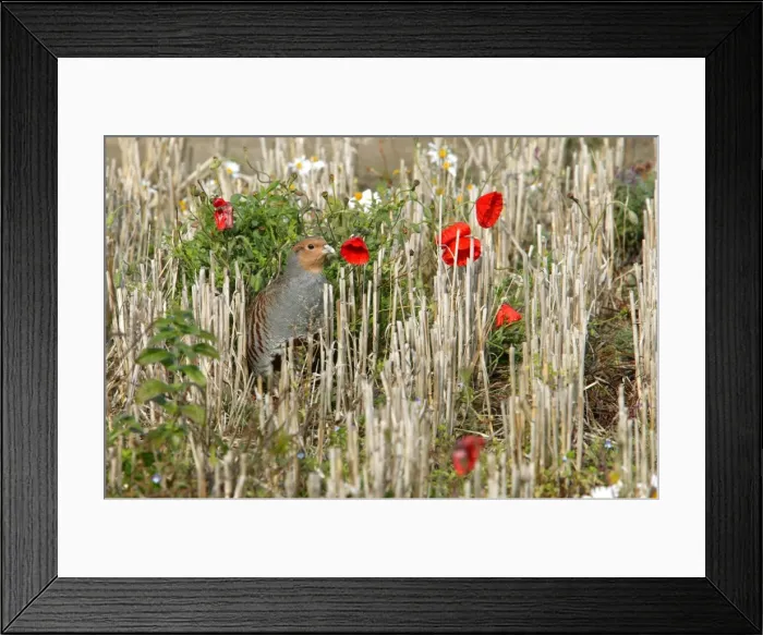 Framed Print : Grey Partridge - male in barley stubble field in the Autumn - Narborough - Norfolk - UK Framed Print : Grey Partridge - male in barley stubble field in the Autumn - Narborough - Norfolk - UK