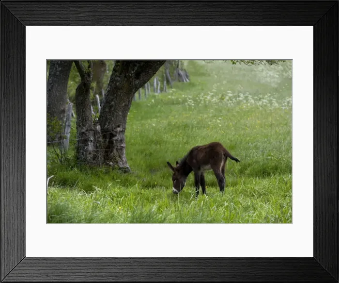 Framed Print : Donkey - foal in field Framed Print : Donkey - foal in field