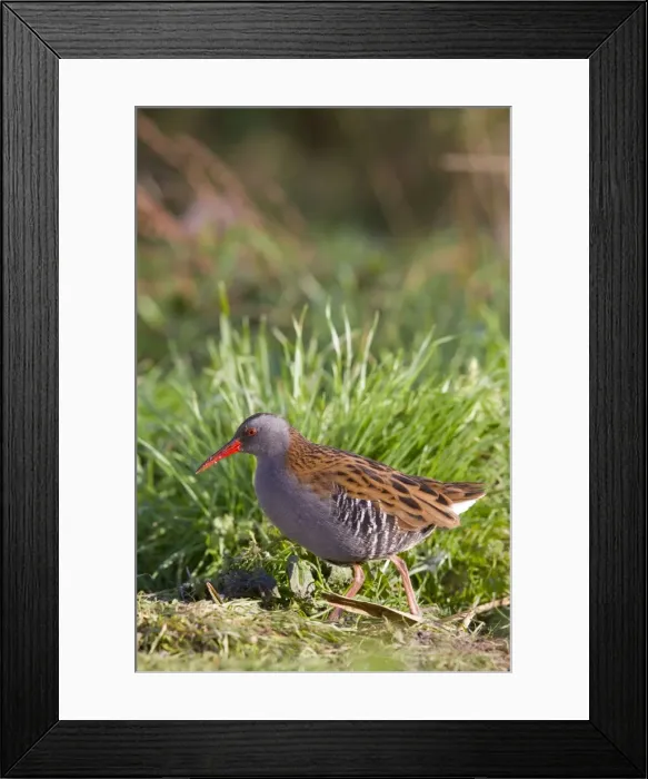 Framed Print : Water Rail - Single adult bird foraging in grass adjacent to lake. England, UK Framed Print : Water Rail - Single adult bird foraging in grass adjacent to lake. England, UK