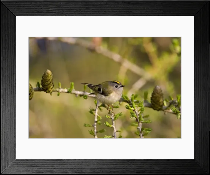Framed Print : Goldcrest - perched in Common Larch - Breckland - Norfolk - UK Framed Print : Goldcrest - perched in Common Larch - Breckland - Norfolk - UK