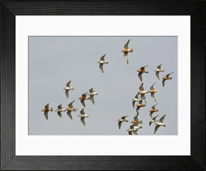 Framed Print : Knot - Small flock flying round, Summer and Juvenile plumage - July - North Norfolk - UK Framed Print : Knot - Small flock flying round, Summer and Juvenile plumage - July - North Norfolk - UK