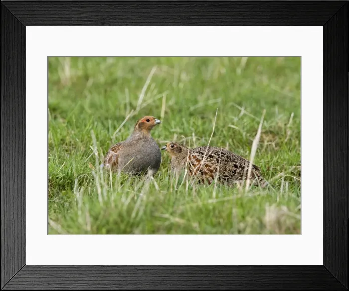 Framed Print : Grey Partridge - male and Female crouching on rough grassland, May. Gooderstone, Norfolk, U. K Framed Print : Grey Partridge - male and Female crouching on rough grassland, May. Gooderstone, Norfolk, U. K
