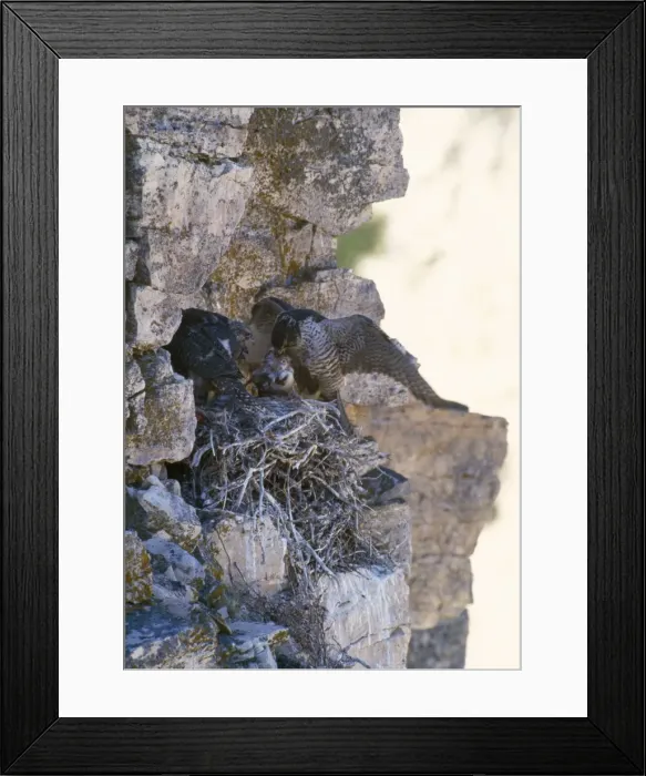 Framed Print : Gyrfalcon - pair at nest on rock ledge Framed Print : Gyrfalcon - pair at nest on rock ledge