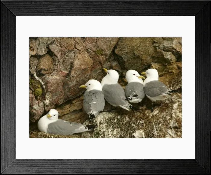 Framed Print : Kittiwake - Nesting on sea cliffs - June - Bear Island - Arctic Sea off Norway Framed Print : Kittiwake - Nesting on sea cliffs - June - Bear Island - Arctic Sea off Norway