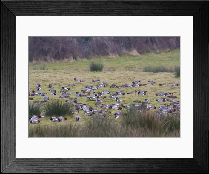 Framed Print : Wigeon - a large flock of birds grazing on short grass. England, UK Framed Print : Wigeon - a large flock of birds grazing on short grass. England, UK