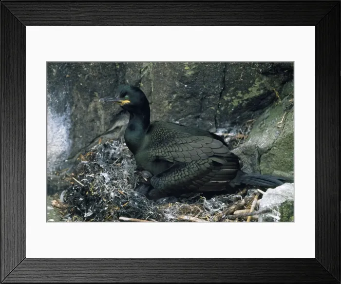 Framed Print : Shag - at nest with chick - UK Framed Print : Shag - at nest with chick - UK