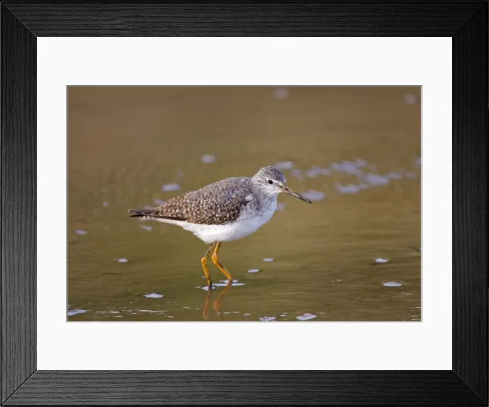 Framed Print : Lesser Yellowlegs - Standing in shallow water - January - North Norfolk - UK Framed Print : Lesser Yellowlegs - Standing in shallow water - January - North Norfolk - UK