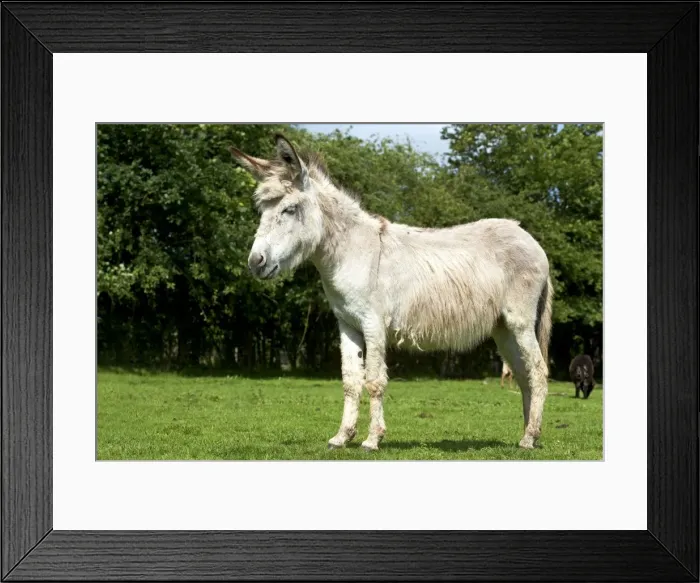 Framed Print : Donkey - standing in field Framed Print : Donkey - standing in field