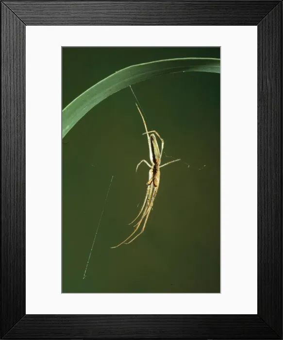 Framed Print : Long-sawed Orb-weaver Spider Eastern Australia Framed Print : Long-sawed Orb-weaver Spider Eastern Australia