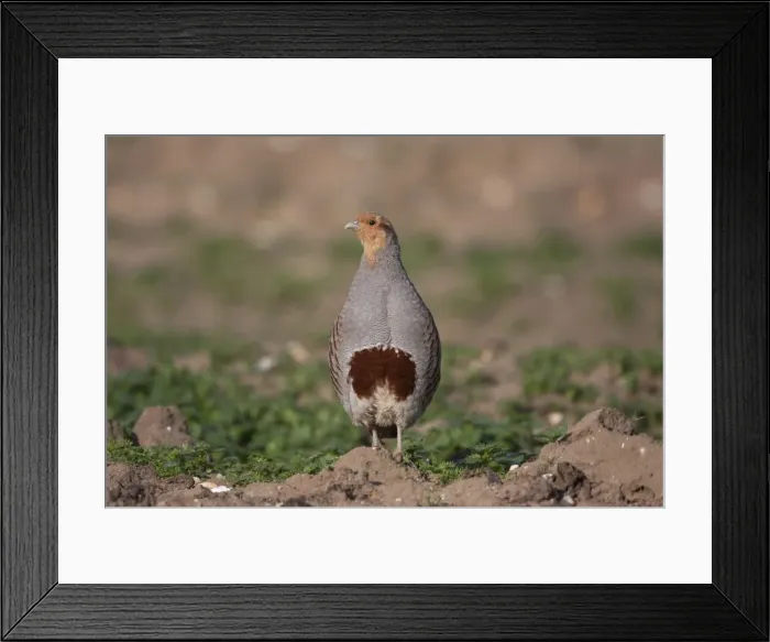 Framed Print : Grey Partridge - male standing in uncultivated field showing horseshoe breast, April. Narborough, Norfolk, U. K Framed Print : Grey Partridge - male standing in uncultivated field showing horseshoe breast, April. Narborough, Norfolk, U. K