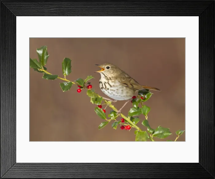 Framed Print : Hermit Thrush - with mouth open - with holly berries in winter. January in Connecticut - USA Framed Print : Hermit Thrush - with mouth open - with holly berries in winter. January in Connecticut - USA