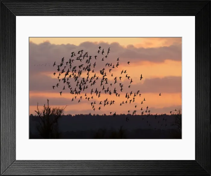 Framed Print : Bar-tailed godwit - flock of mainly bar-tailed godwits (with some Knot) silhouetted against the sunrise. Norfolk, UK Framed Print : Bar-tailed godwit - flock of mainly bar-tailed godwits (with some Knot) silhouetted against the sunrise. Norfolk, UK