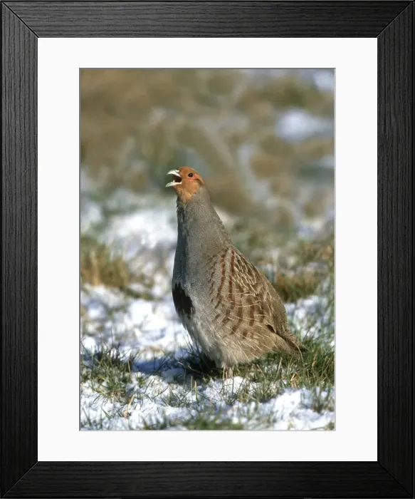 Framed Print : Grey Partridge - male calling on frost and snow covered grass, Februay. Gooderstone, Norfolk. U. K Framed Print : Grey Partridge - male calling on frost and snow covered grass, Februay. Gooderstone, Norfolk. U. K