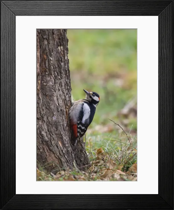 Framed Print : Great Spotted Woodpecker - male feeding low down on tree in Autumn - Bulgaria Framed Print : Great Spotted Woodpecker - male feeding low down on tree in Autumn - Bulgaria