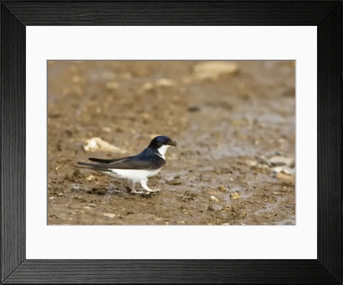 Framed Print : House Martin - Collecting mud for nest building. May, Breckland, Norfolk, U. K Framed Print : House Martin - Collecting mud for nest building. May, Breckland, Norfolk, U. K
