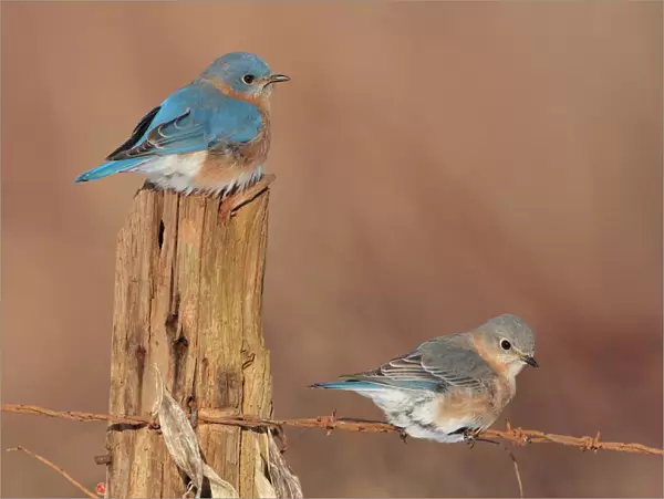 Eastern Bluebird - male and female in winter. Connecticut in January. USA