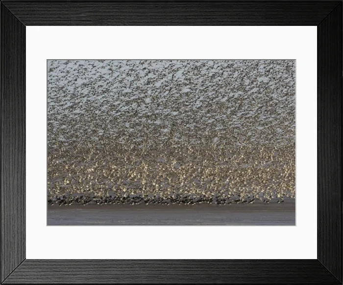 Framed Print : Knot - Mass flock taking off with Oystercatchers on the mudflats - September -The Wash - Norfolk - UK Framed Print : Knot - Mass flock taking off with Oystercatchers on the mudflats - September -The Wash - Norfolk - UK