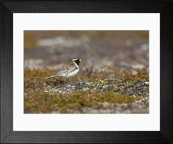 Framed Print : Lapland Bunting - Male in Summer Plumage on Tundra - July - Varanger Fjord - Norway Framed Print : Lapland Bunting - Male in Summer Plumage on Tundra - July - Varanger Fjord - Norway