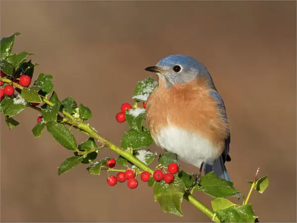 Eastern Bluebird - male with frosted holly berries in winter. January in Connecticut, USA