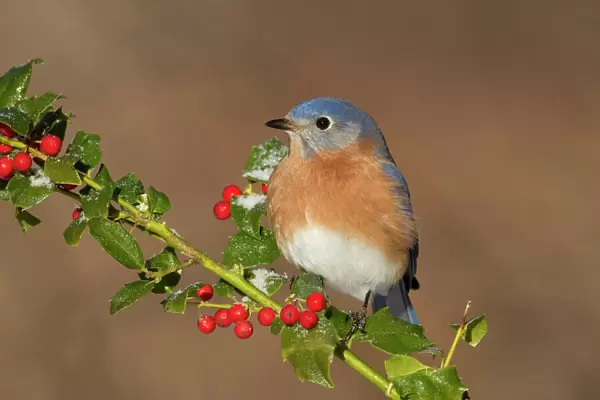 Eastern Bluebird - male with frosted holly berries in winter. January in Connecticut, USA